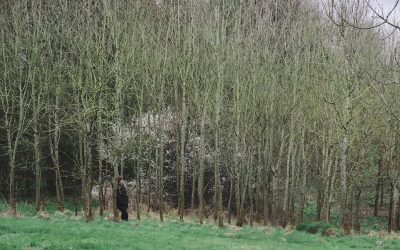The Power of Forest Bathing